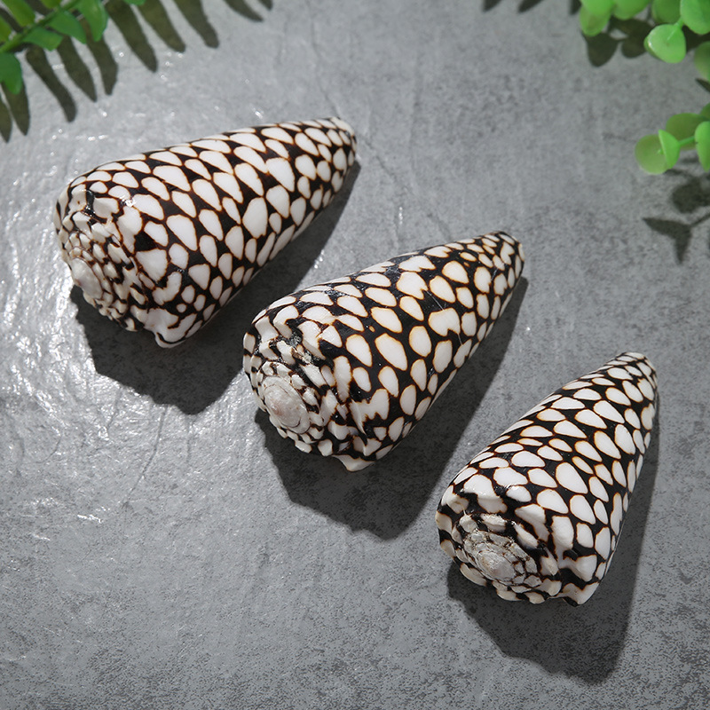 蛇皮螺厂家直销黑玉米螺天然贝壳鱼缸水族微景观6至10厘米婚庆家居摆件详情图6