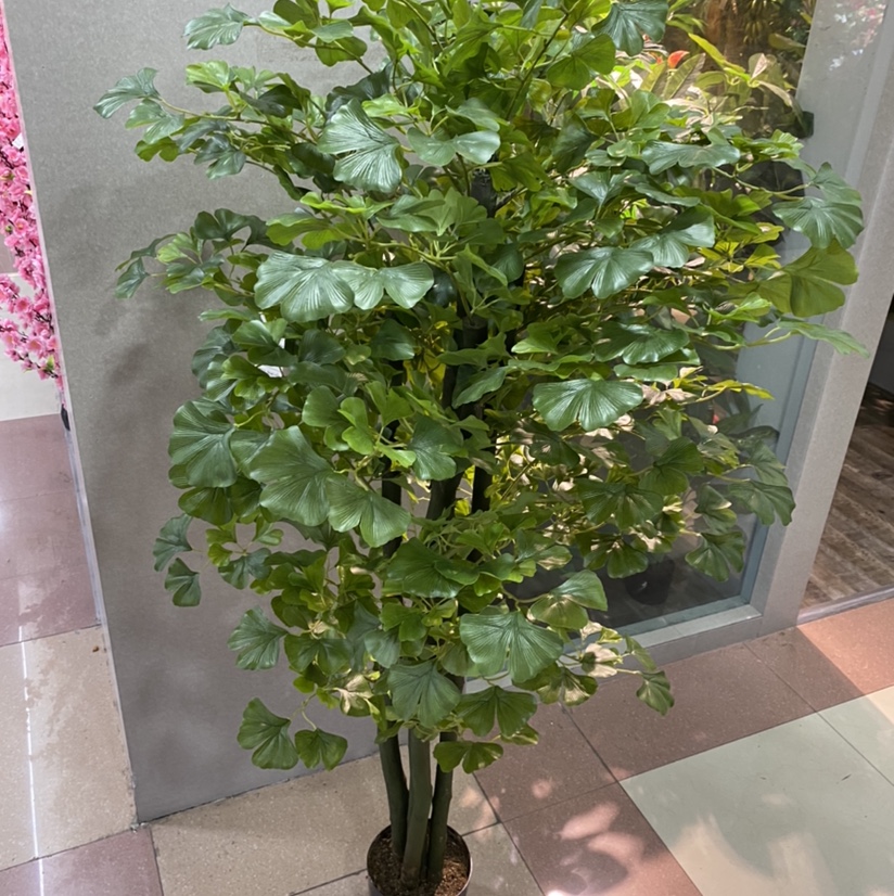 1.7 M Green Ginkgo Biloba Tree Application Scenario
