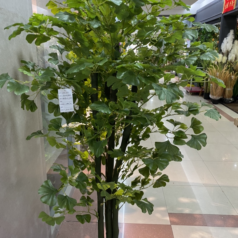 1.7 M Green Ginkgo Biloba Tree Specification drawing