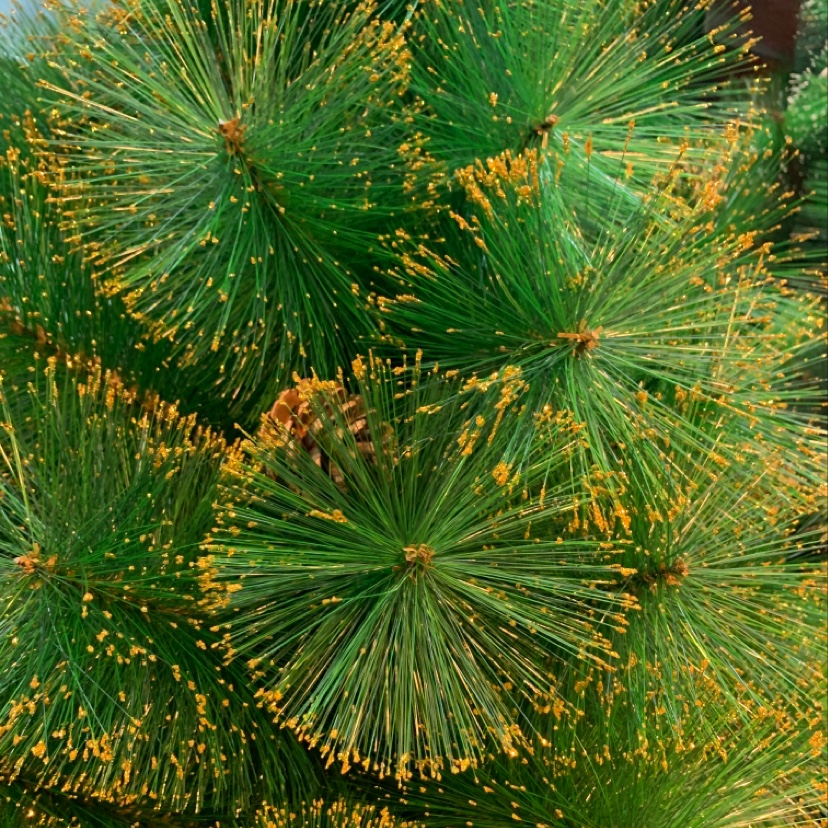 Yiyang Christmas Craft 45cm Flower basket, Golden Powder Family Pine Needle Tree Bare Tree Christmas flowers Specification image