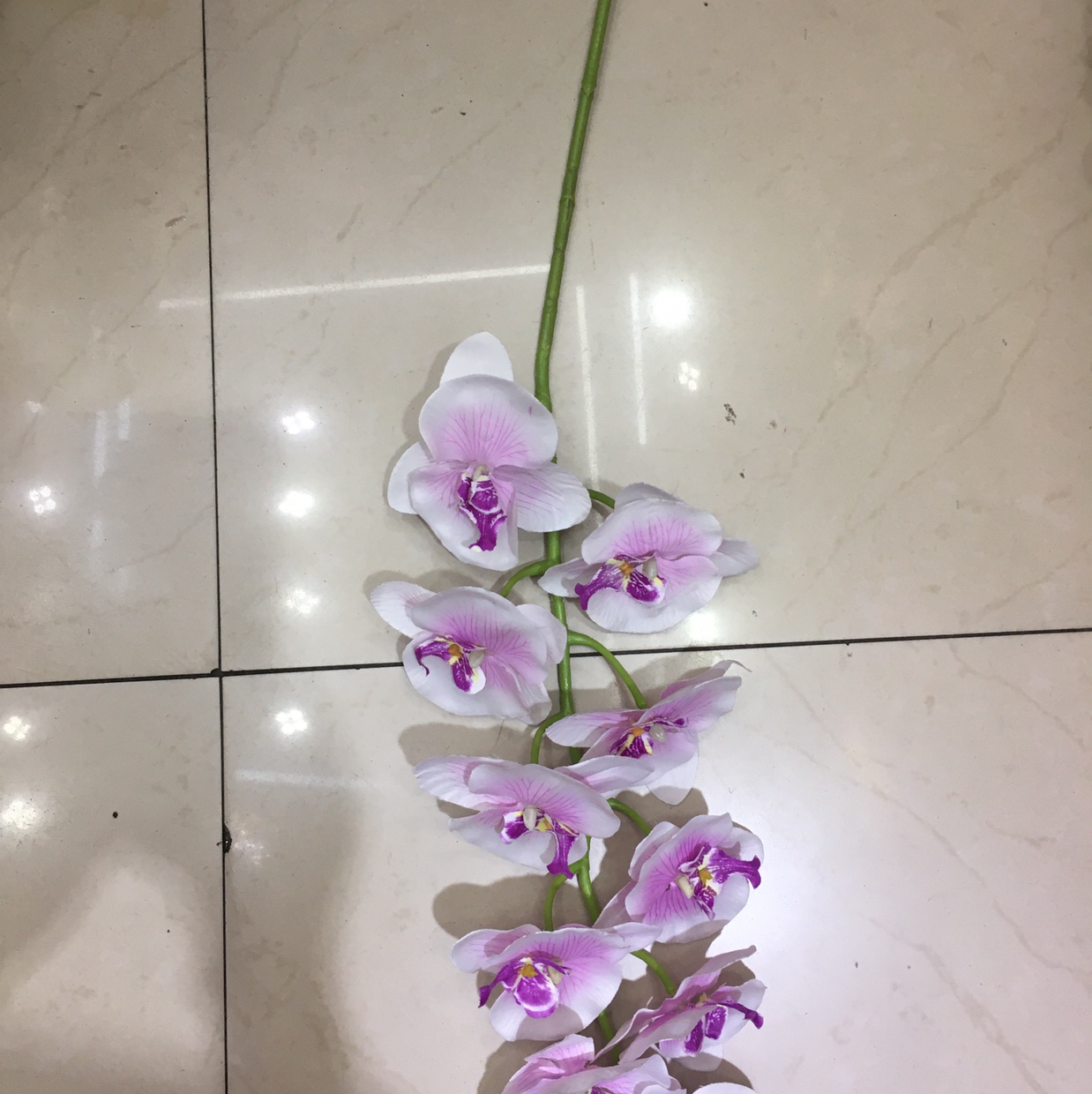 11 Forks Phalaenopsis details Picture