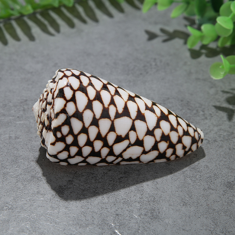 蛇皮螺厂家直销黑玉米螺天然贝壳鱼缸水族微景观6至10厘米婚庆家居摆件产品图