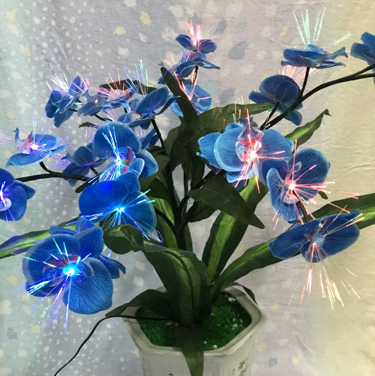 蝴蝶兰光纤花