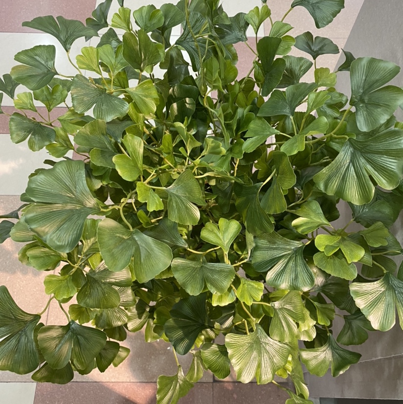 1.2 M Green Ginkgo Leaves Application Scenario