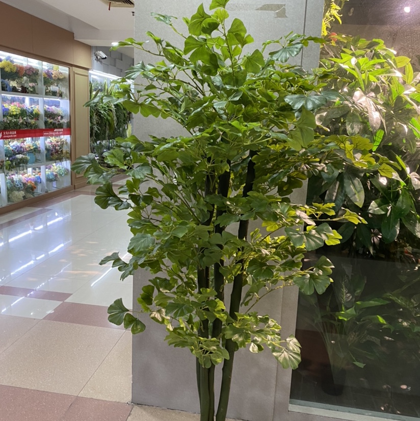 1.7 M Green Ginkgo Biloba Tree
