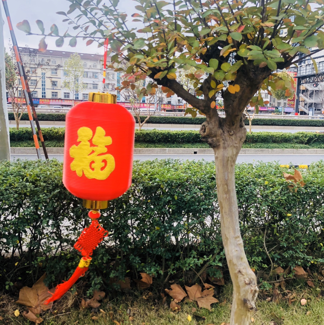 50#冬瓜福灯笼细节图