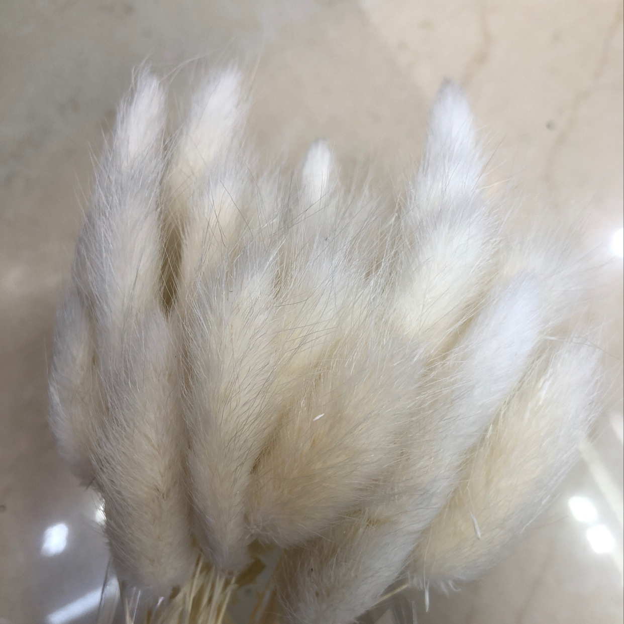 Eternal Flower True Flower Rabbit Tail White
