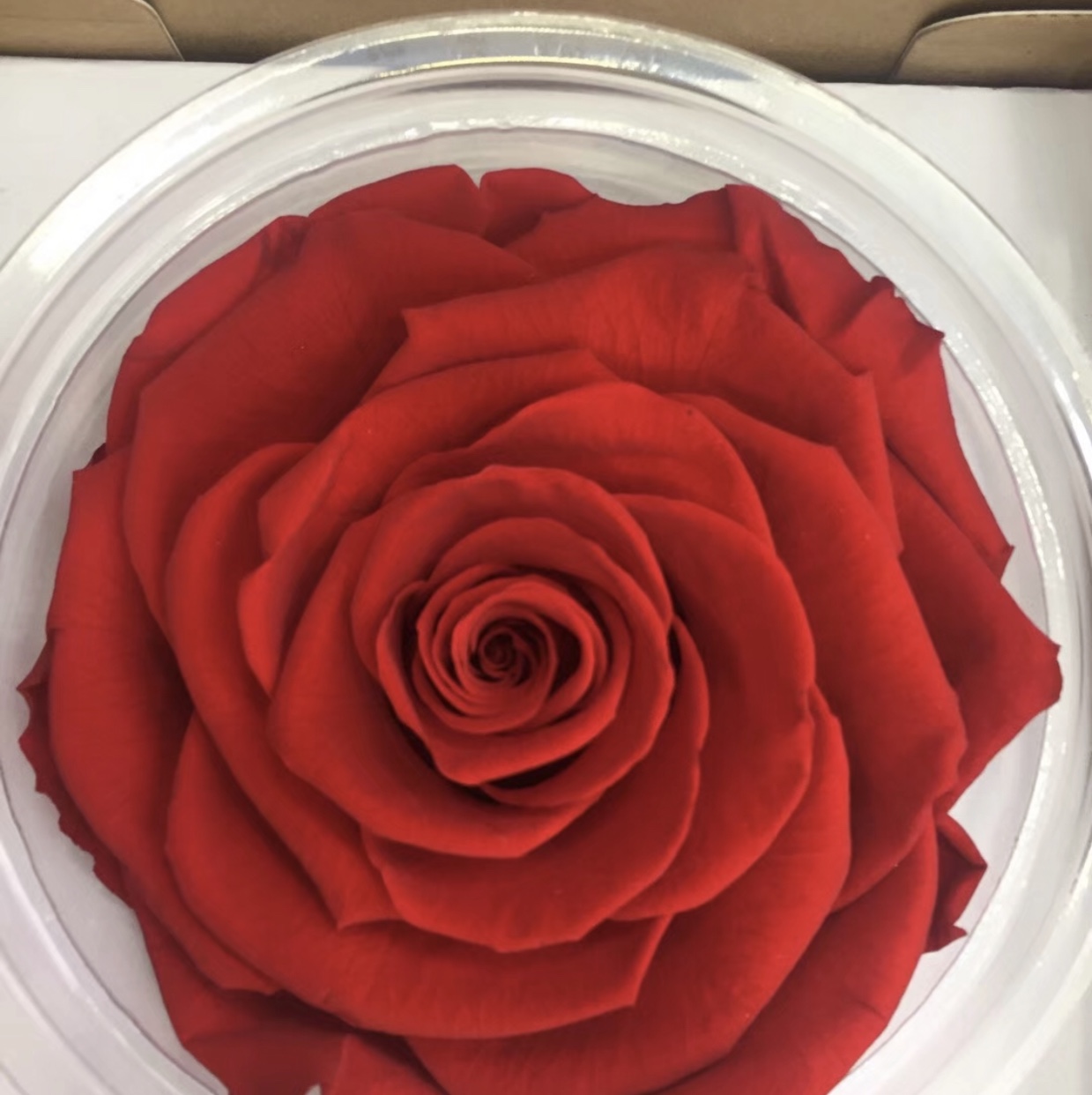 Eternal Flower True Flower Rose