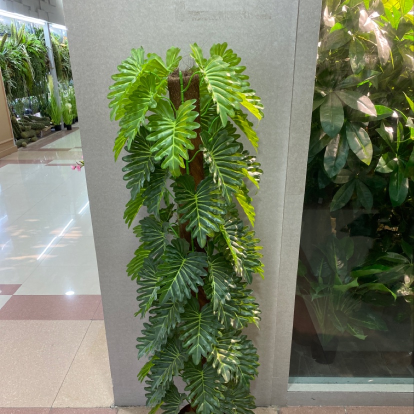 1.5米包棕小号喜林芋