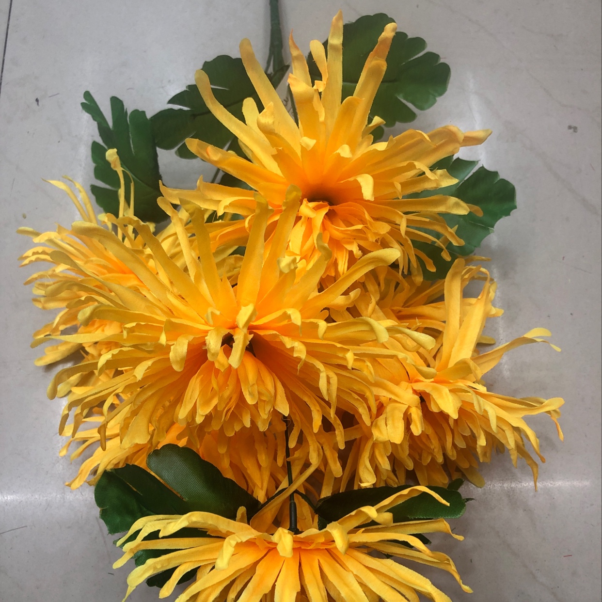 7头金丝菊
