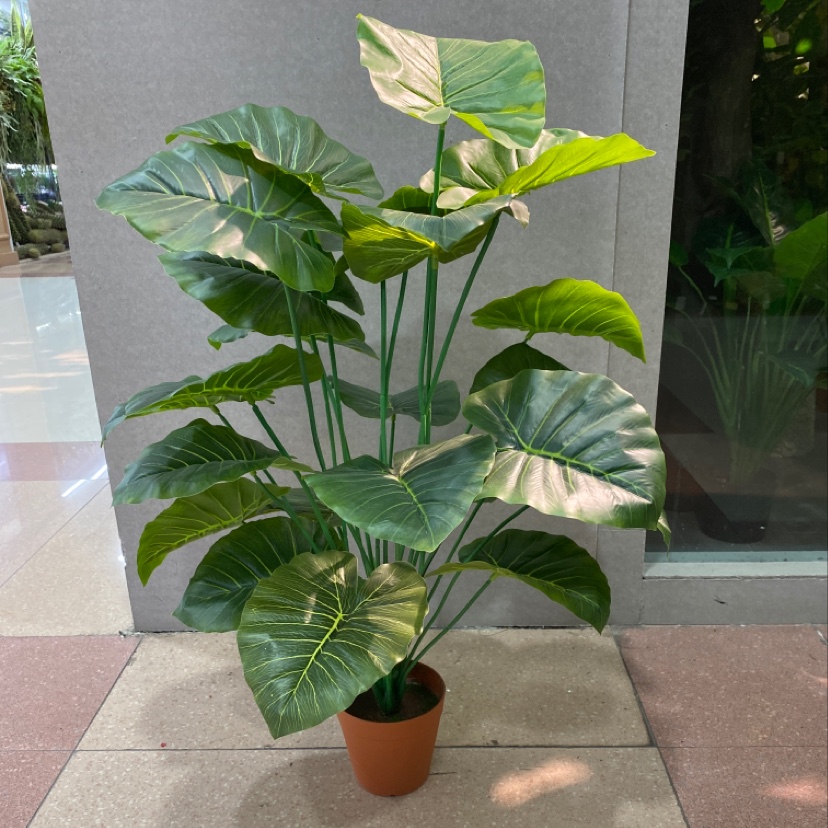 24叶小号仙芋叶
