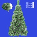 加雪松针树