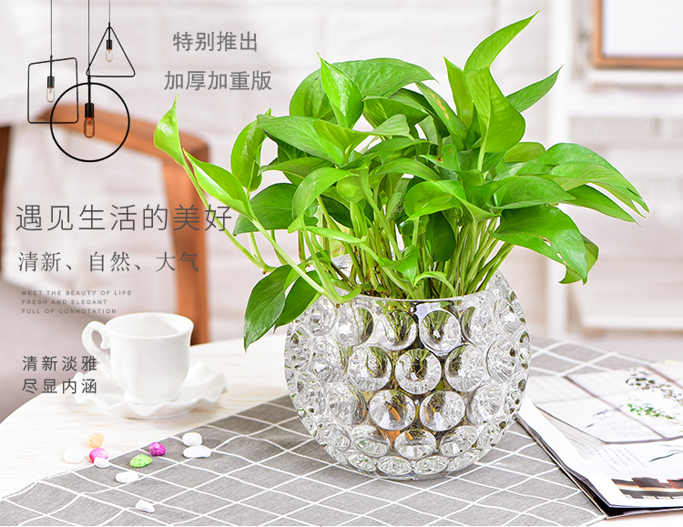 Water-cultivated creative and personalized glass flowerpots, transparent glass bottles for hydroponic plants, desktop green ivy multi-functional vases detail image 1