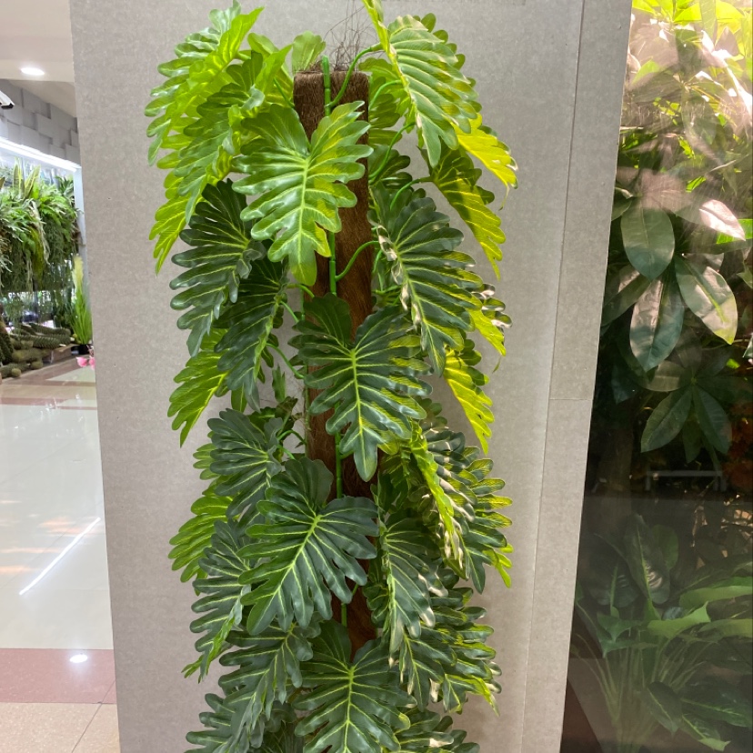 1.5米包棕小号喜林芋