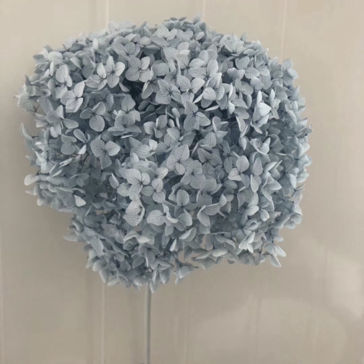 True Flower Eternal Flower Single Hydrangea