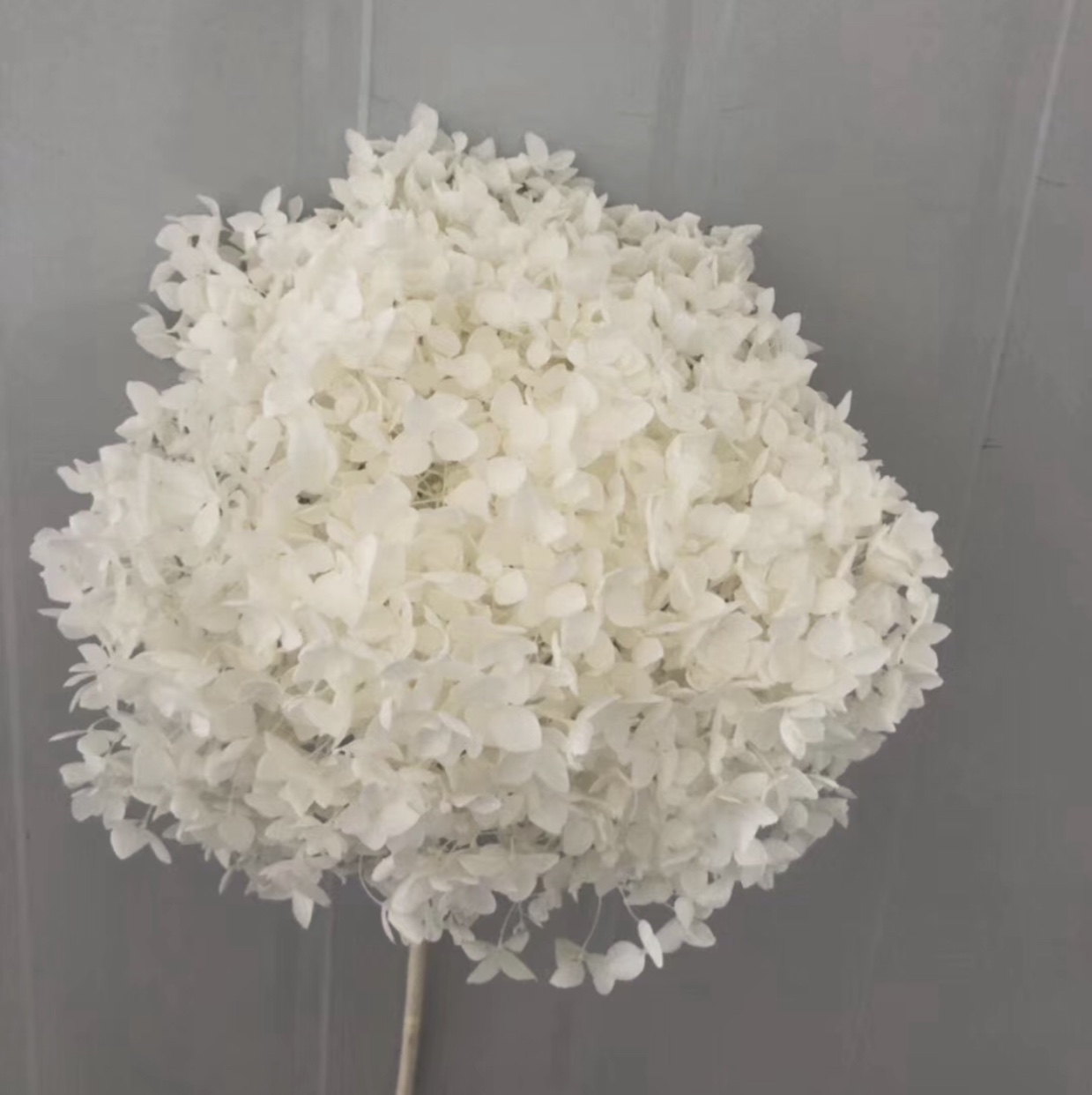 Eternal Flower Single Hydrangea