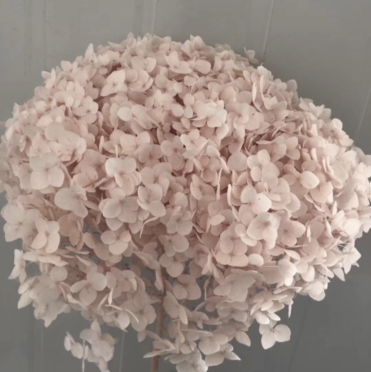 Eternal Flower True Flower Single Hydrangea