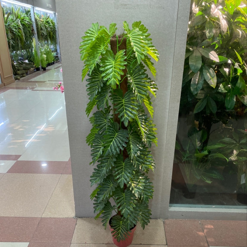 1.5米包棕小号喜林芋