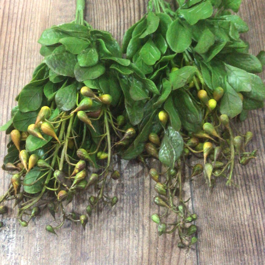 "Fruit grass" details Picture