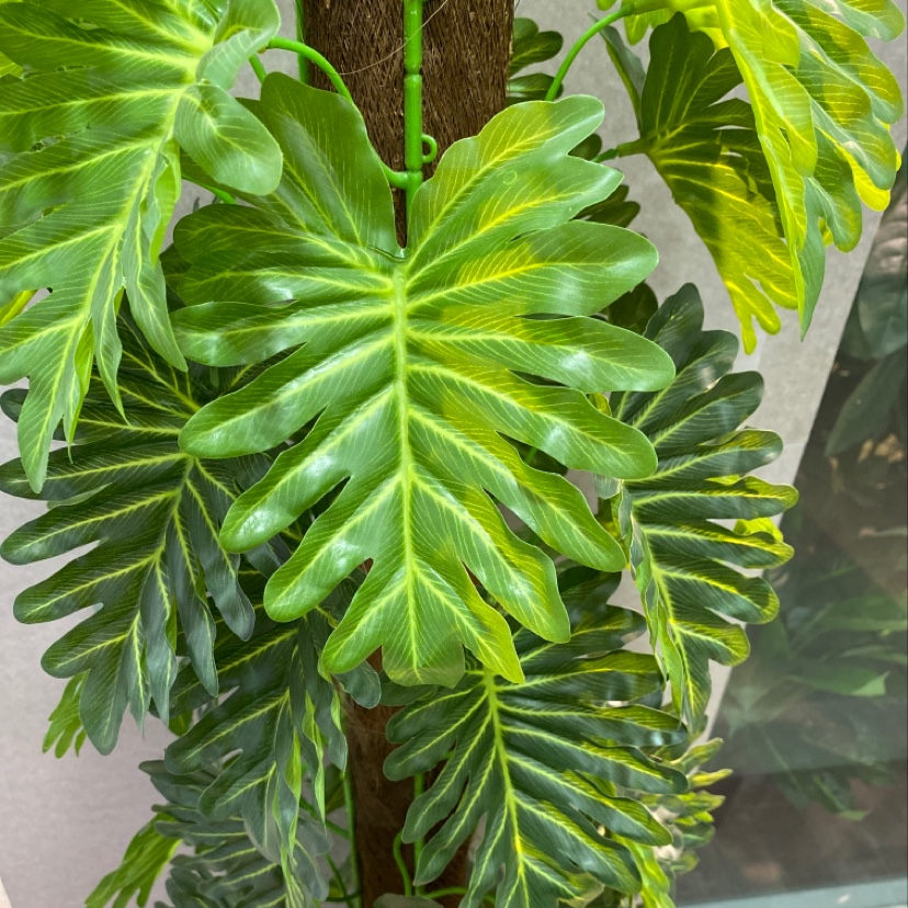 1.5米包棕小号喜林芋