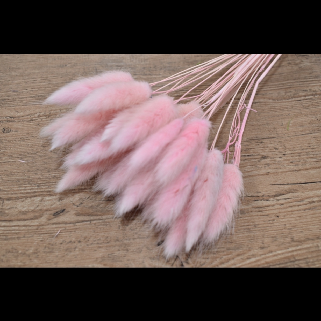 The Eternal Flower Of The Rabbit Tail