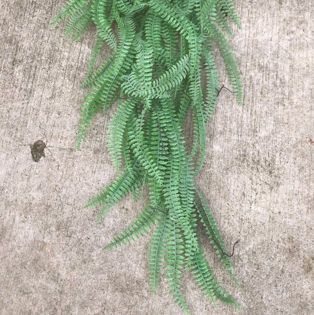 Persian vine Specification image