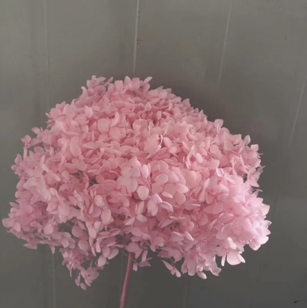 True Flower Eternal Flower Single Hydrangea