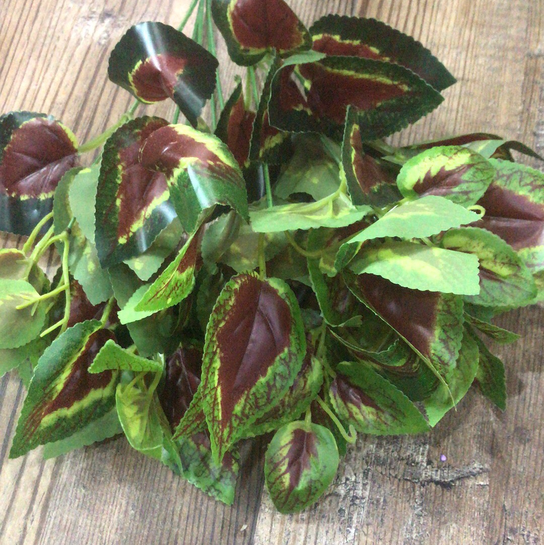 Amaranth leaf details Picture