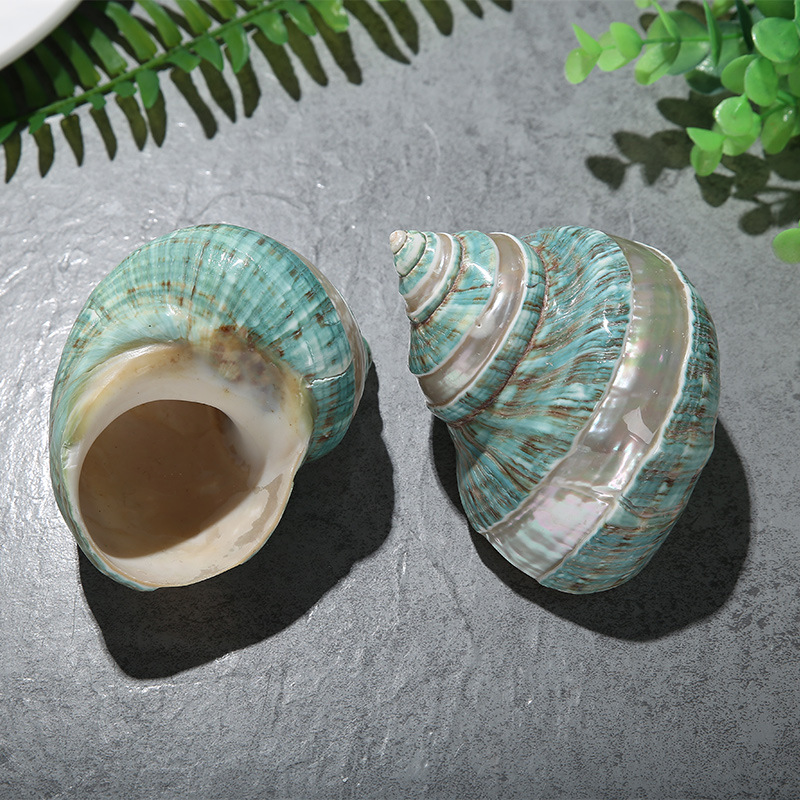 天然海螺，标本螺家居装饰品厂家直销9-10厘米大号荧光纹螺地中海天然贝壳海螺收藏标本绿嵘螺摆件白底实物图