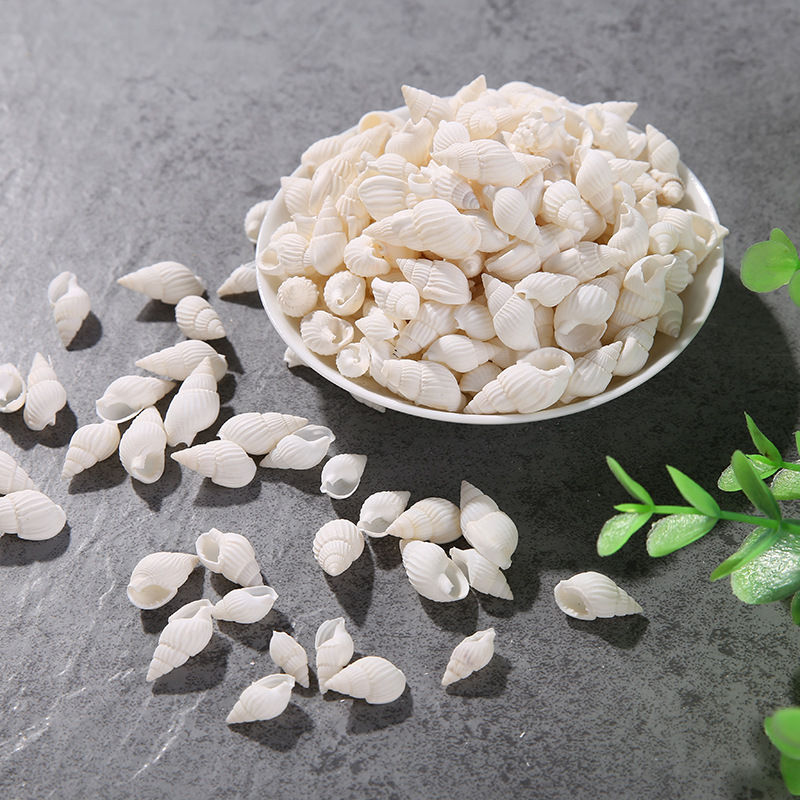 白米螺,鱼缸厂家直销海洋天然白米螺白色海螺贝壳海洋装饰鱼缸水族箱摆件批发,工艺品配件详情图5