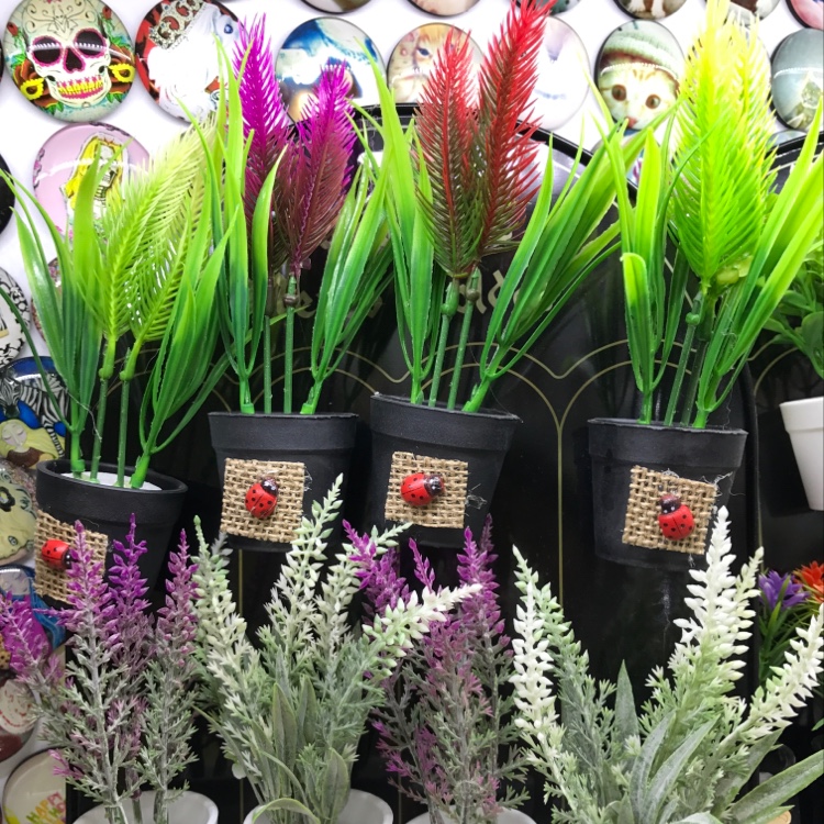 黑桶草花冰箱贴