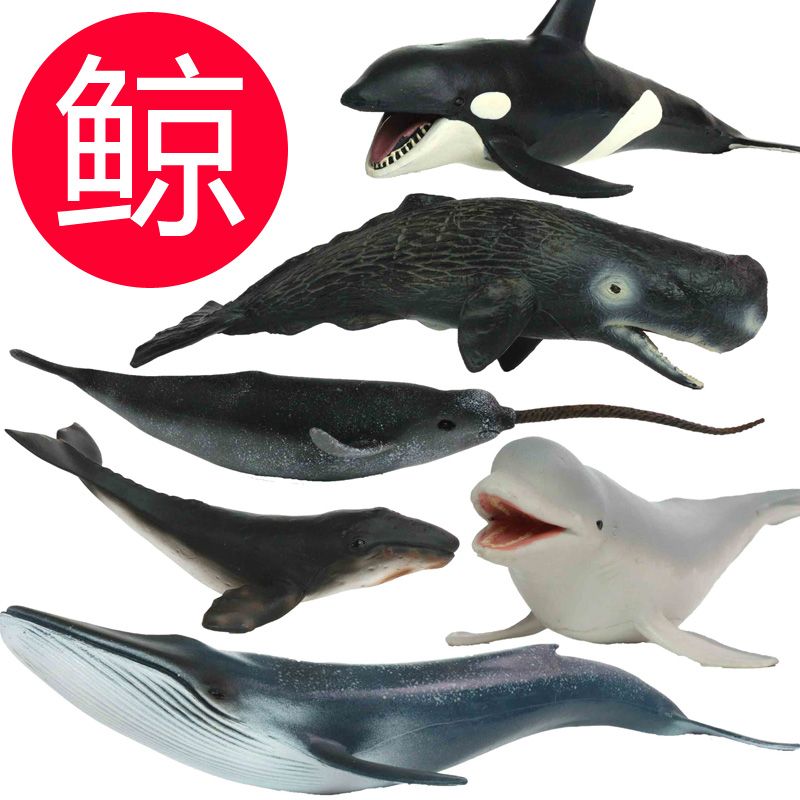 仿真模型玩具 蓝鲸抹香鲸逆戟虎鲸 白鲸鲸鲨灰鲸座头鲸独角鲸图