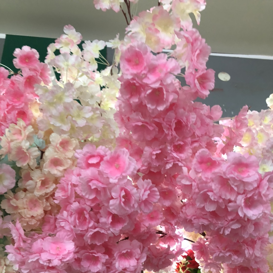 Article the cherry blossom thumbnail