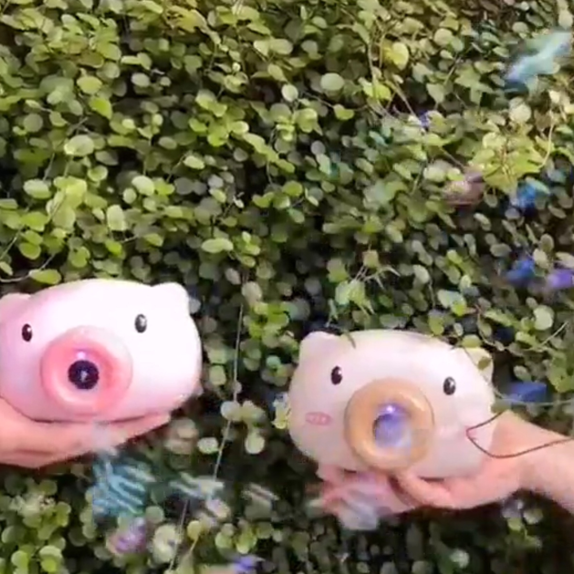 Internet Celebrity Piglet 🐷 Bubble Machine details Picture