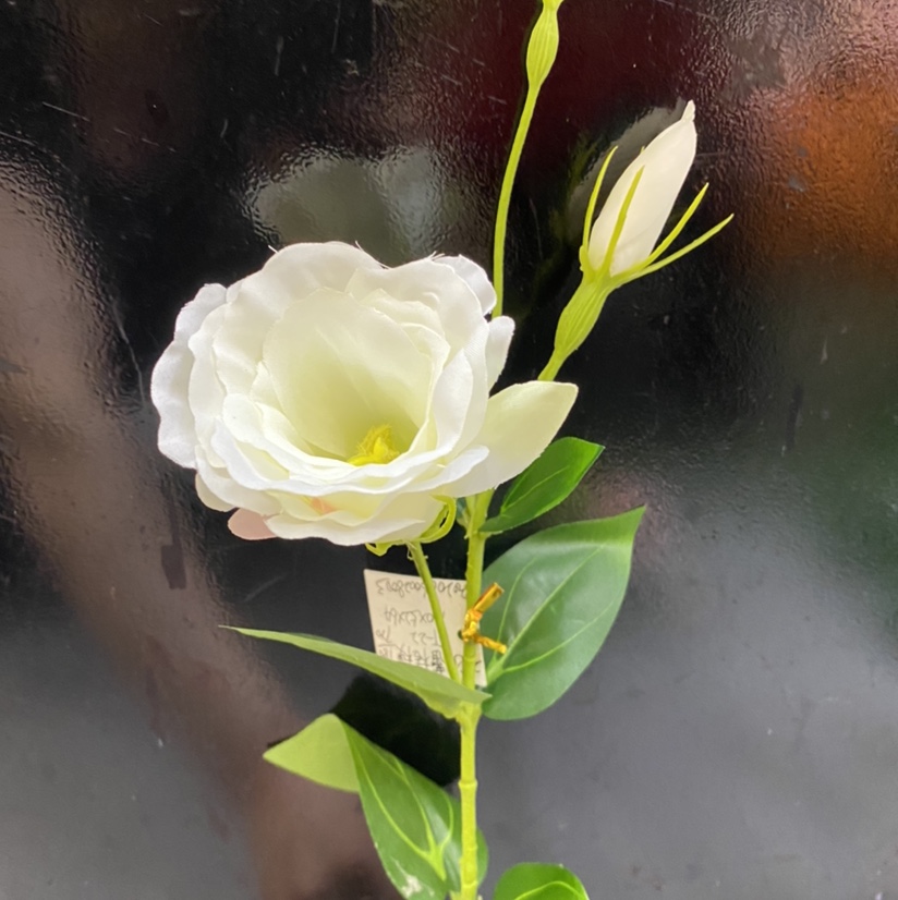 Platycodon grandiflorum details Picture