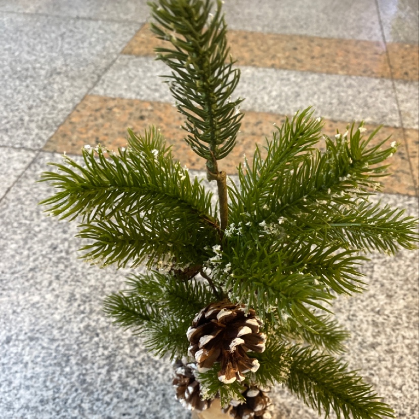 Christmas pinecones