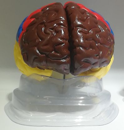 1:1 Color brain biology teaching model