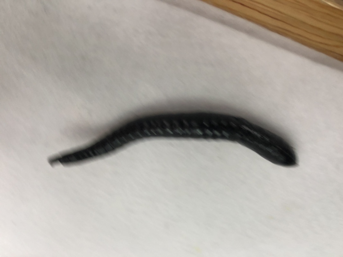 软体虫
