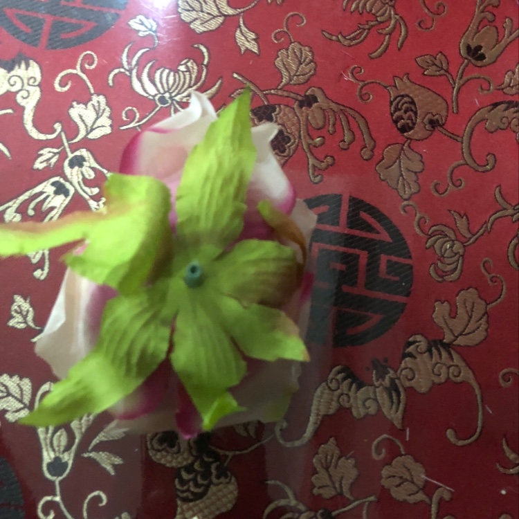 Two bicolor roses details Picture