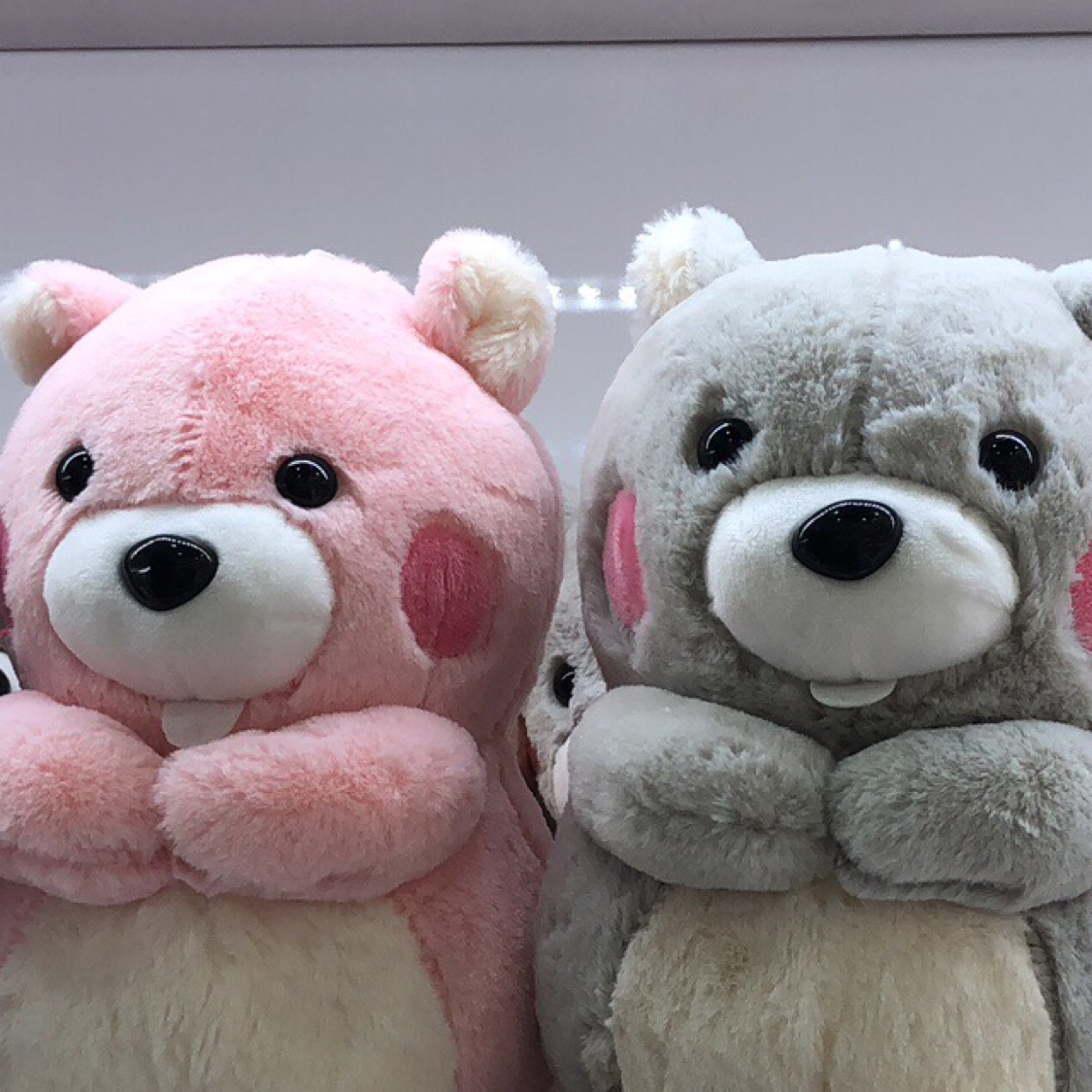 仓鼠