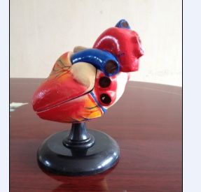 1:1 Heart low-cost biology teaching model