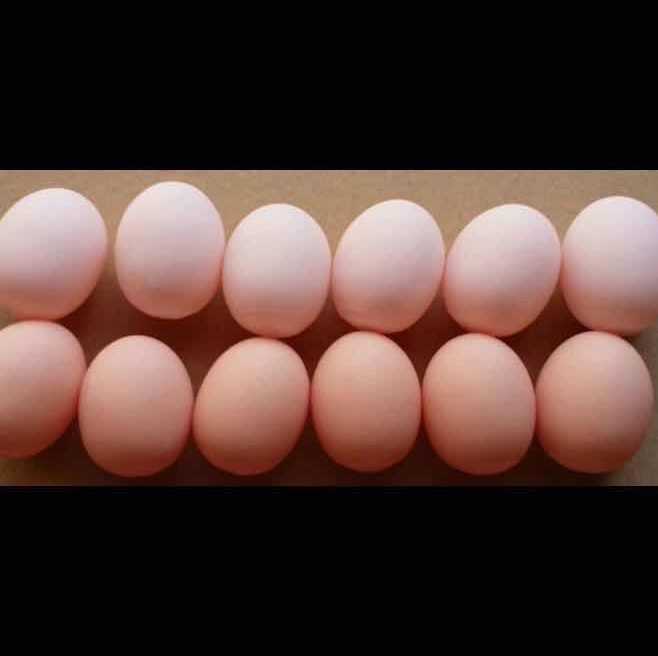 仿真鸡蛋