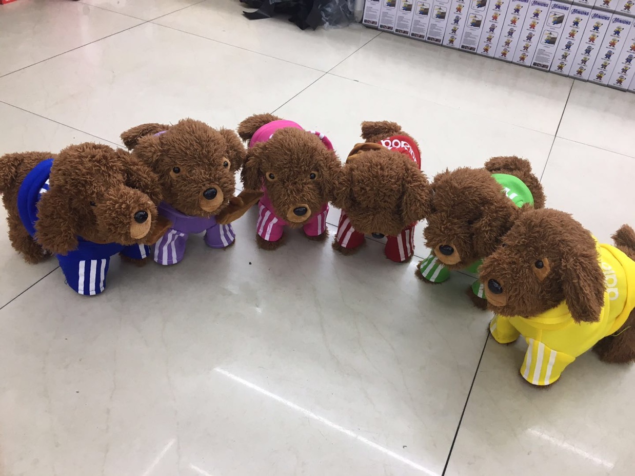 牵绳泰迪狗