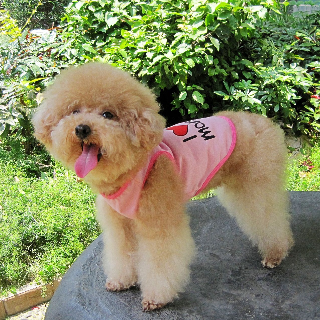 新款春夏宠物衣服爸爸妈妈背心宠物夏日清凉小型犬衣服新款春夏