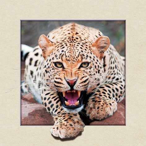 三维立体画，4040，5D画豹子图