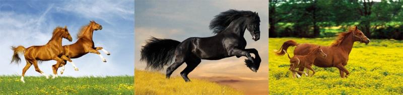 三维立体挂画42