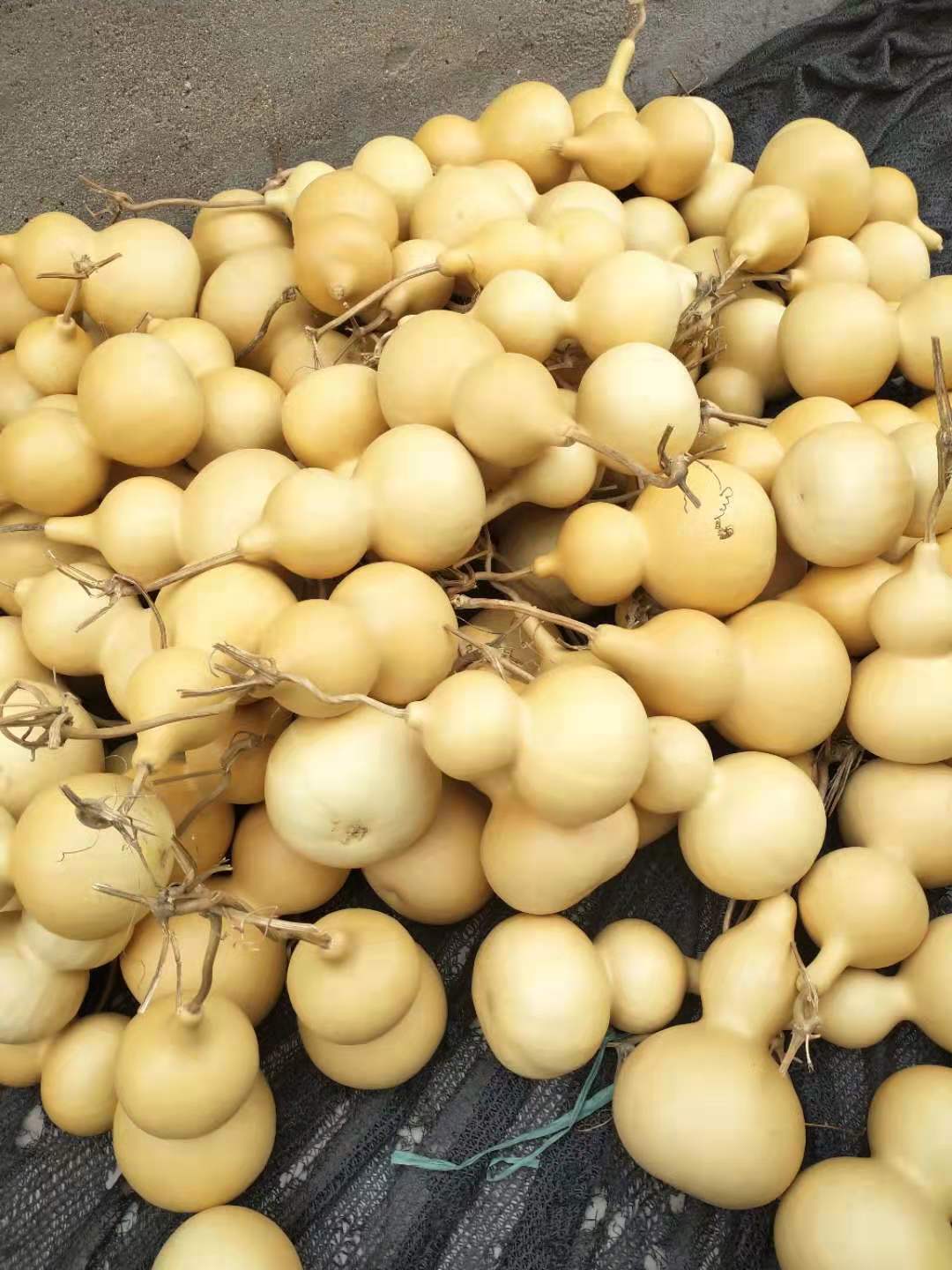 中号葫芦状植物工艺品