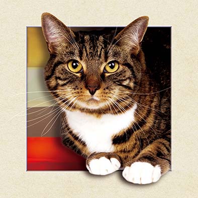 5050的5D画猫产品图