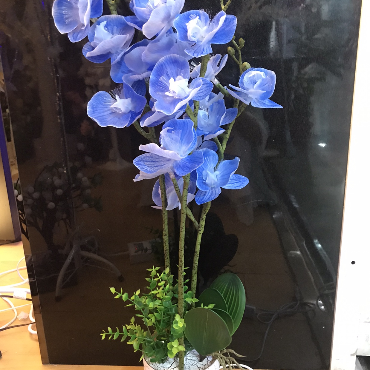 Crystal phalaenopsis - thumbnail