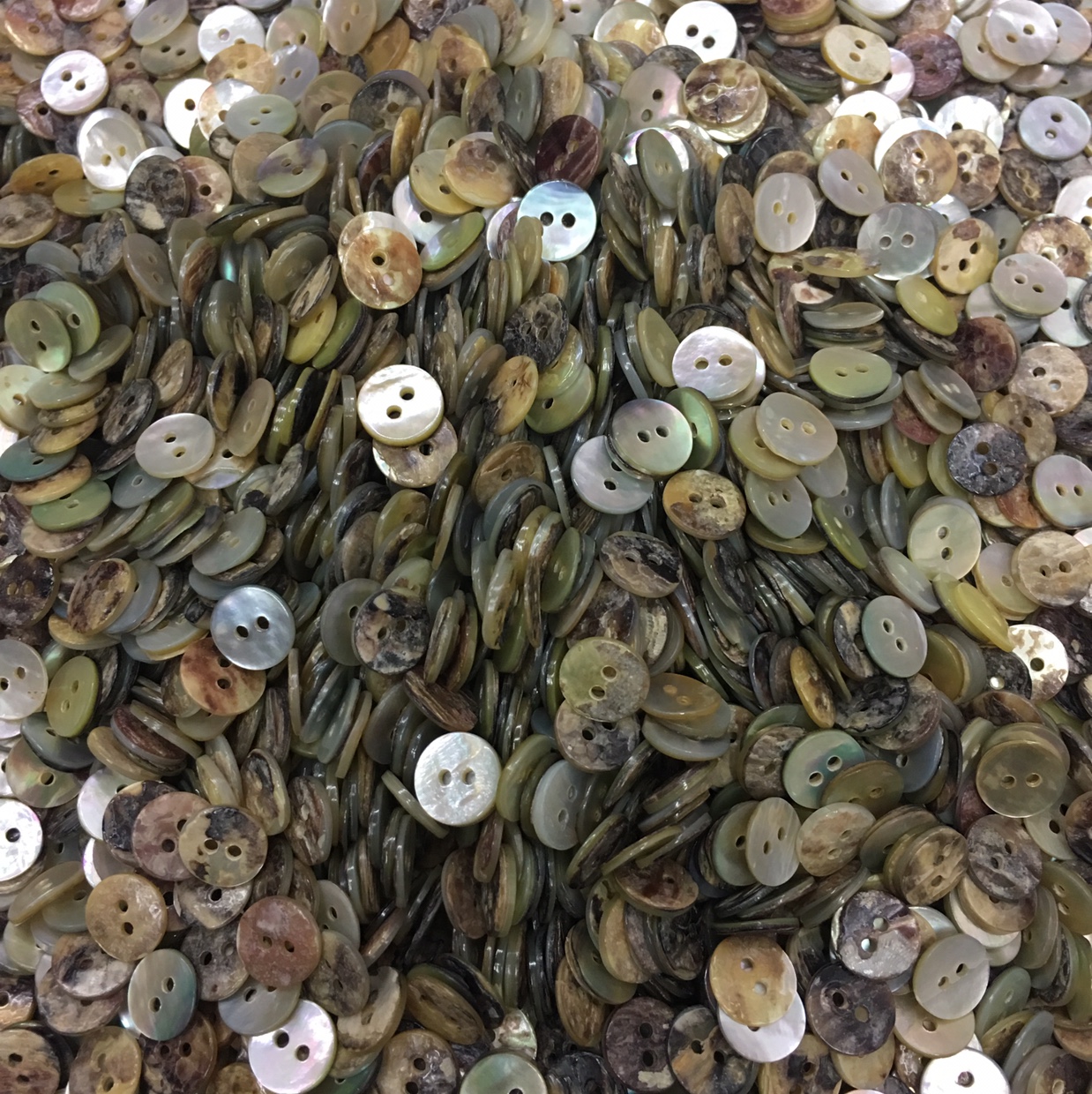 日本进口马氏贝日本进口马氏贝日本进口马氏贝日本进口马氏贝日本进口马氏贝